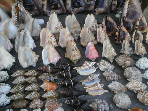 Sea Shells from Mozambique