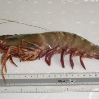 King Prawns from Mozambique